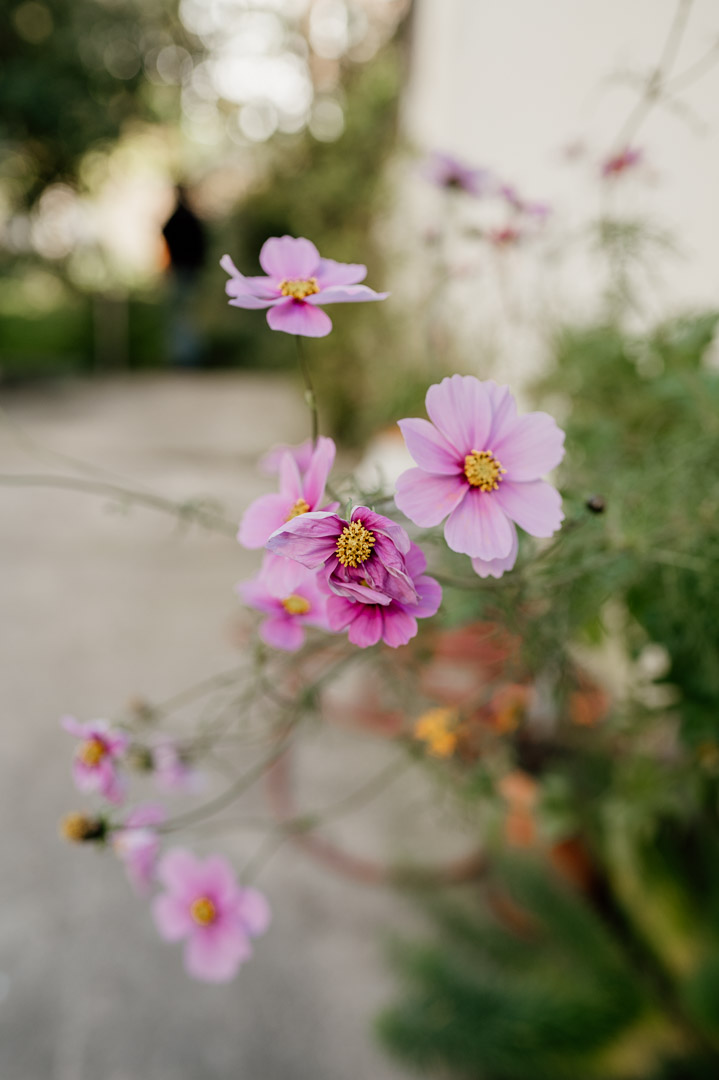 Rosa Blumen